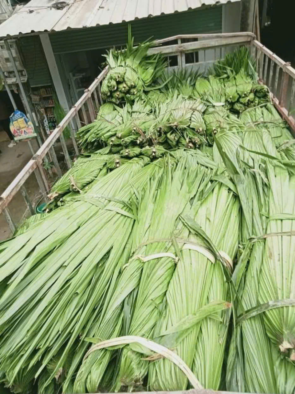 Vận chuyển tre